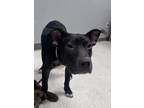 Adopt Josh a Labrador Retriever, Mixed Breed