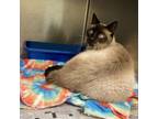 Adopt Puurty a Siamese, American Shorthair