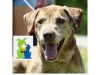 Adopt Old Man Zues (Was Birch Adoption Fee Sponsored) a Mixed Breed