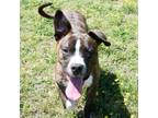 Adopt Danny Boy a Mixed Breed