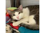 Adopt Slushie a Domestic Short Hair