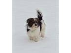 Adopt Lucas a Shih Tzu