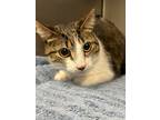 Adopt Tootsie a Domestic Short Hair