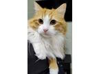 Adopt Slim a Domestic Medium Hair