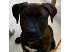 Adopt Harley a Pit Bull Terrier