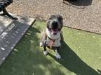 Adopt AUGI a Pit Bull Terrier