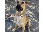 Adopt ANGELO a Black Mouth Cur, Mixed Breed