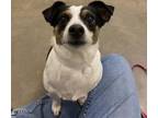 Adopt GOOBER a Parson Russell Terrier, Mixed Breed