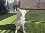 Adopt AVALANCHE a German Shepherd Dog, Mixed Breed