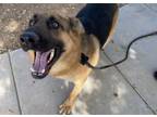 Adopt RAMSES a German Shepherd Dog