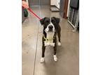 Adopt ZEUS a Pit Bull Terrier, Mixed Breed