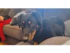 Adopt TABASCO* a Rottweiler, Miniature Pinscher