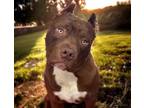 Adopt ACE a Pit Bull Terrier