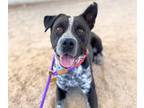 Adopt VAQUERO a Australian Cattle Dog / Blue Heeler, Pit Bull Terrier