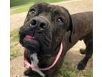 Adopt KOLTEN* a Cane Corso, Mastiff