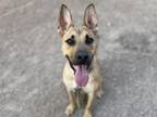Adopt RAZMA-TAZ* a German Shepherd Dog, Mixed Breed