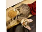 Adopt Siris Palindrome a Tabby, Domestic Short Hair