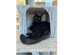 Adopt Sudoku a Domestic Short Hair