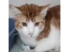 Adopt Maxwell a Domestic Short Hair