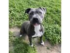 Adopt JACKY BOY a Pit Bull Terrier, Mixed Breed