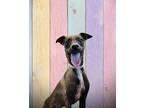 Adopt Cooper a Rat Terrier, Italian Greyhound