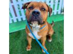 Adopt CHEF a Bullmastiff, Mixed Breed