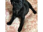 Pug Puppy for sale in Bryant, IN, USA