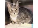 Adopt Barnie a Domestic Short Hair