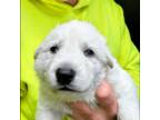 German Shepherd Dog Puppy for sale in Medaryville, IN, USA