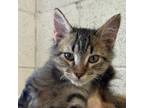 Adopt Taryn a Domestic Short Hair