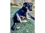 Adopt Ed a Australian Shepherd, German Shepherd Dog