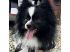 Adopt Iggy Pop (aka Paul) a Pomeranian