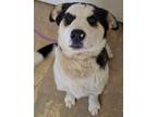 Adopt Nile a Great Pyrenees, Australian Shepherd