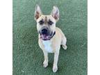 Adopt Maxwell a Pit Bull Terrier, Mixed Breed