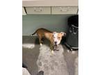 Adopt VERDE a Pit Bull Terrier, Mixed Breed