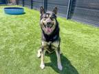 Adopt OSLO a Siberian Husky, German Shepherd Dog