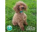 Adopt MOCHA a Poodle