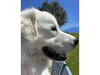 Adopt LUKE SKYWALKER a Great Pyrenees, Mixed Breed