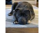 Adopt MR. BEEFY a Staffordshire Bull Terrier, Mixed Breed
