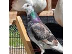 Adopt RuPaul a Pigeon