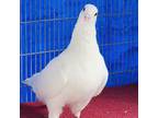 Adopt Jaskier a Pigeon