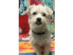 Adopt KINGSTON - IN FOSTER a Terrier, Mixed Breed