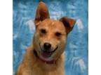 Adopt Oliver a German Shepherd Dog