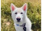 Adopt Apollo a Siberian Husky, Mixed Breed