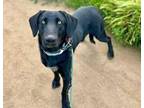 Adopt Rocky* a Labrador Retriever, Mixed Breed