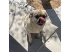 Adopt Spyro a Pug