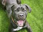 Adopt BOI a Cane Corso