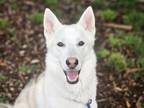 Adopt COMET a Siberian Husky, Mixed Breed