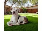 Adopt ROCKET a Pit Bull Terrier, Mixed Breed