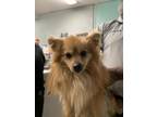 Adopt Zelda a Pomeranian, Mixed Breed